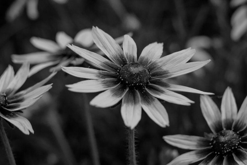 цветы Экспромт ...photo preview