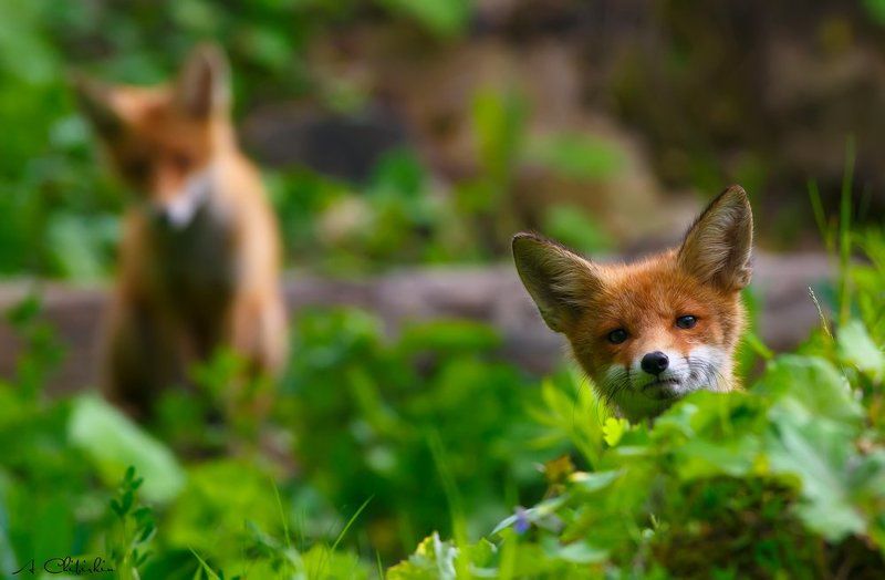 фотограф животных, саров, фотохудожник, александр чибиркин, собаки, охота, портрет, осень, лисяса Подрастающее лисье потомство.photo preview