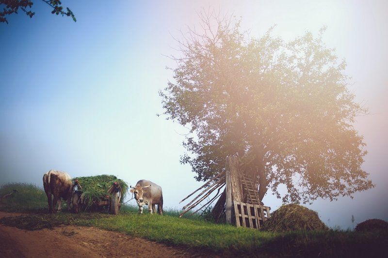 cow, fog Morning lightphoto preview