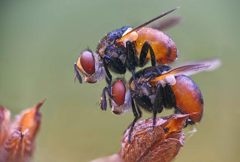 мухи, sex Красочно о вечномphoto preview