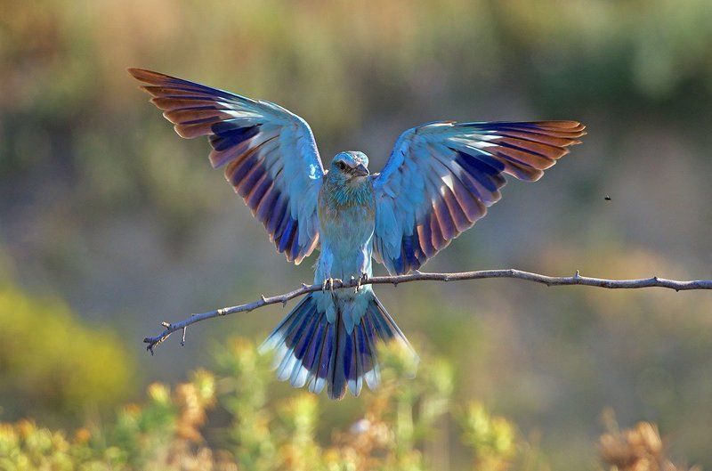 сизоворонка, синявица Сизоворонкаphoto preview