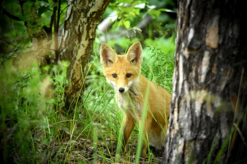 листопад Любопытный лисенокphoto preview