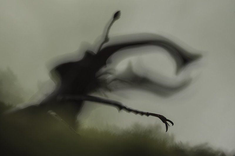 жук-олень ***photo preview