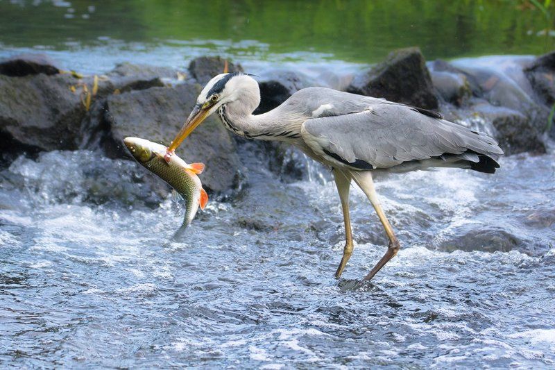 Final Battlephoto preview