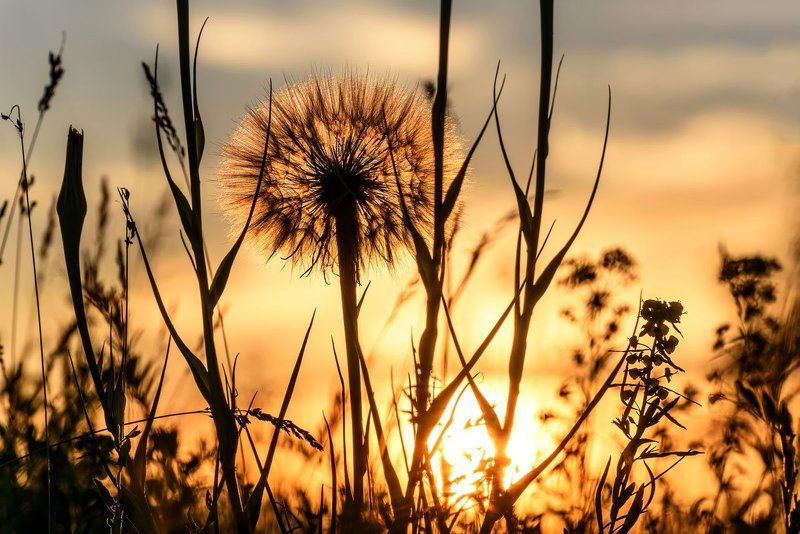 цветы, одуванчик, большой,закат, flowers, dandelion, big, sunset На закатеphoto preview