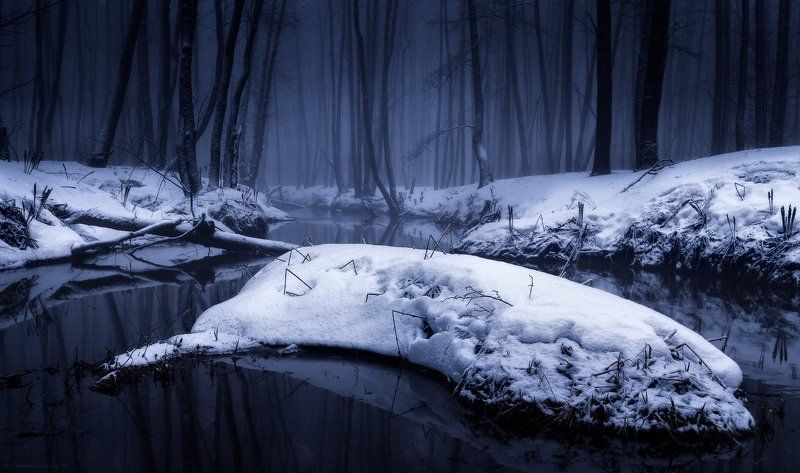 Мистический лесphoto preview