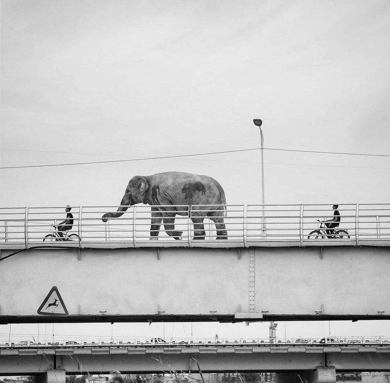 #cross#breeding #animal #animal_editing #animal_fine_art, #animal_flat, #animal_photo, #animal_photography, #animal_surreal,#bear, #bird, #birds, #black, #black_and_white Wild Animal Crossingphoto preview