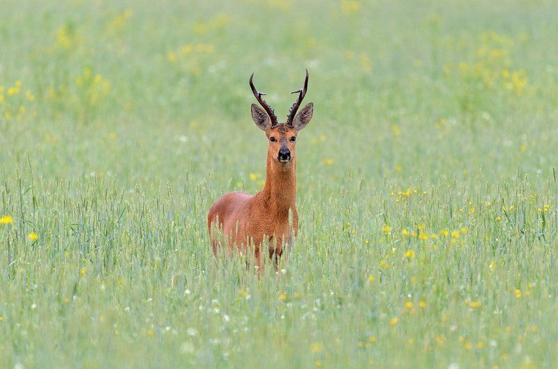 косуля косуляphoto preview