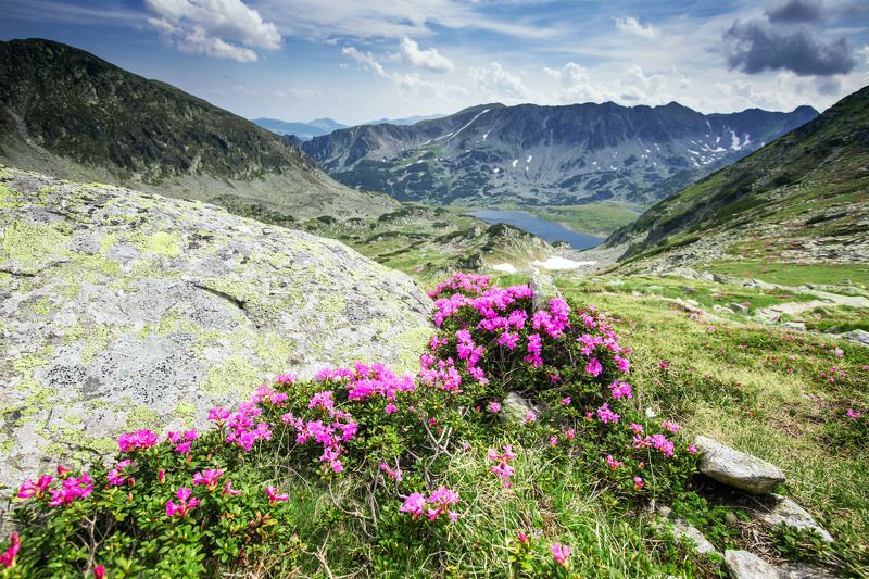 mountains,retezat,Romania,colors,flowers, From Retezat with lovephoto preview
