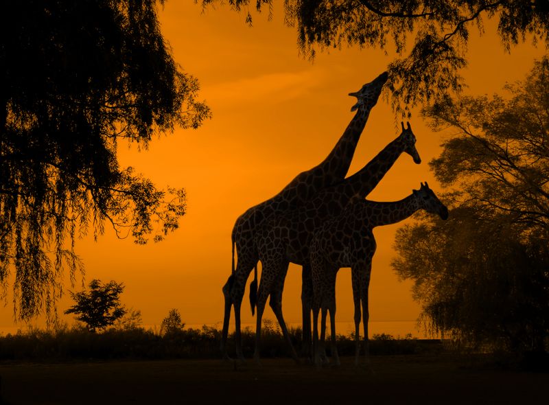 На закатеphoto preview