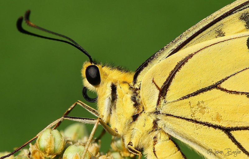#swallowtail#butterfly#macro#nature#northcyprus Portraitphoto preview