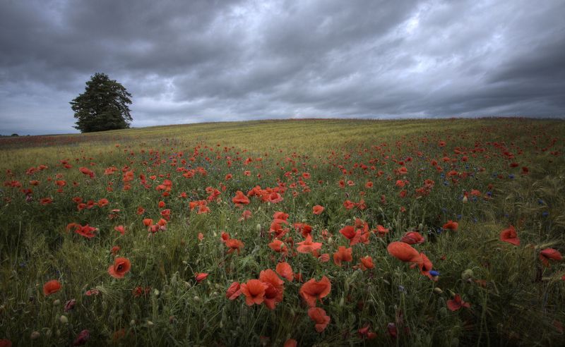 Дождливое летоphoto preview