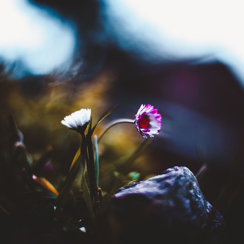 В ботаническом садуphoto preview