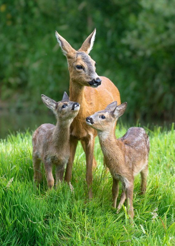 deer, love, mother, family, nature, wild, animals Mother\'s Lovephoto preview
