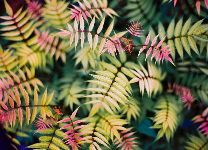 Листьяphoto preview