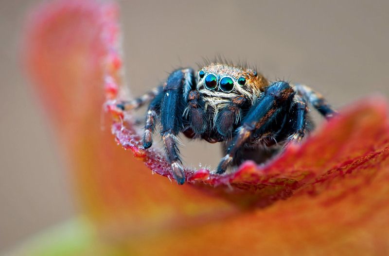 паук, скакун, глаза Дозорныйphoto preview