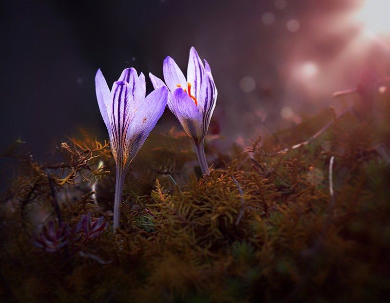 крокусы, цветы, флора, весна \