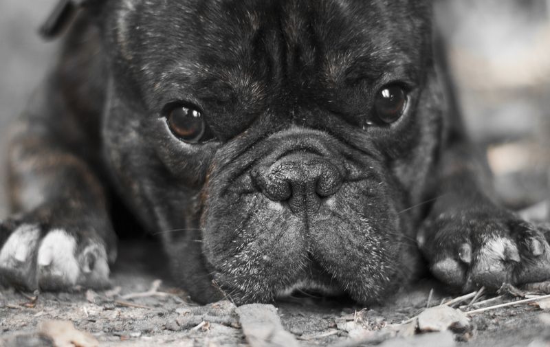 #dog Miss youphoto preview