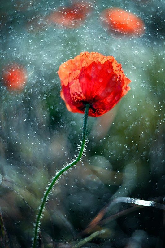 poppy, seed, mak, red, flower, macro, helios, 77m-4, bokeh, single poppy seedphoto preview