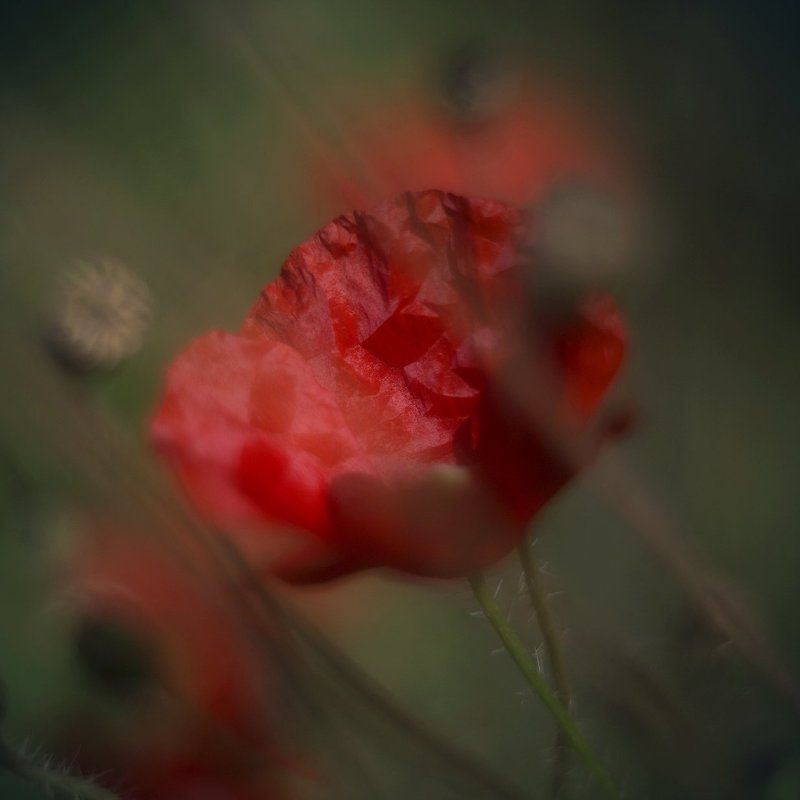 мак Огонёкphoto preview