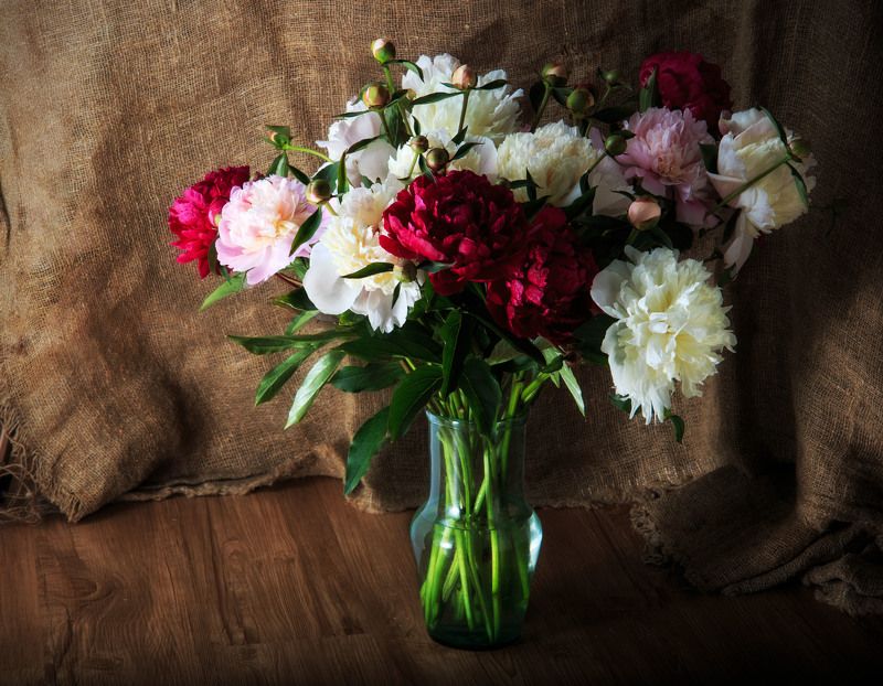 пионыphoto preview