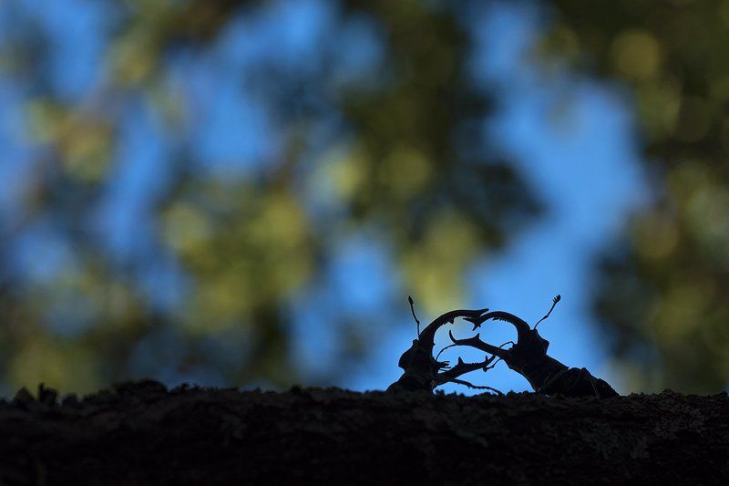 жук-олень Битва оленейphoto preview