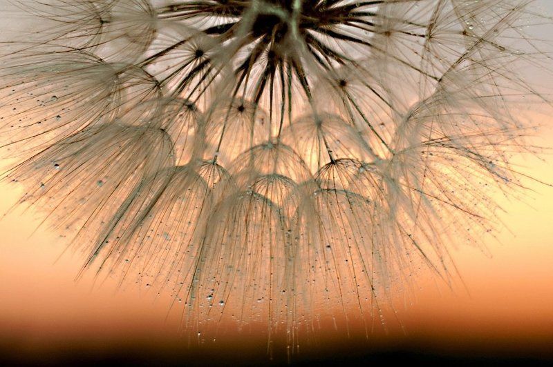 Закатноодуванчиковое...photo preview