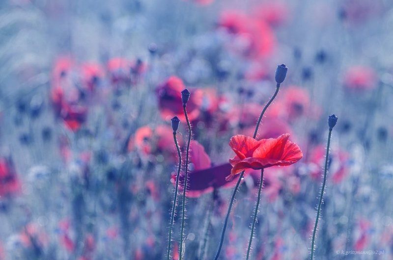 poppy time :)photo preview