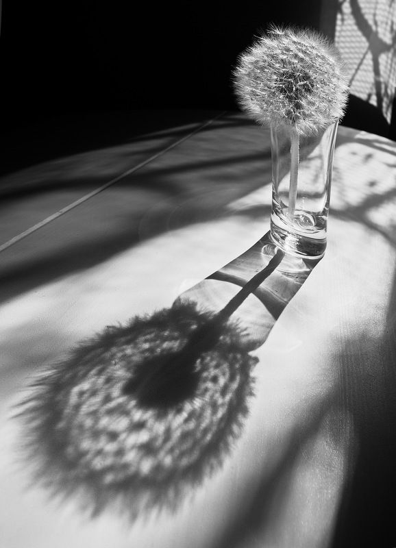 июнь утро свет тень одуванчик Июньское утроphoto preview