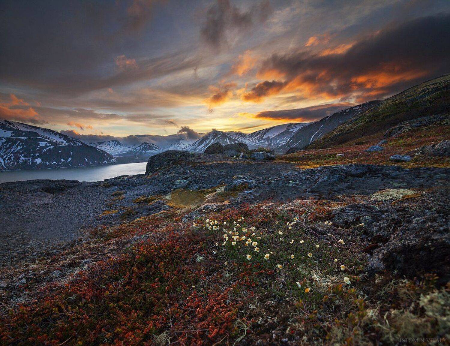 Хибины. Автор: Виталий Истомин пейзаж,небо,хибины,россия,панорама,цветы,лето,снег,июнь,перспектива,кольский север,горы, Виталий Истомин