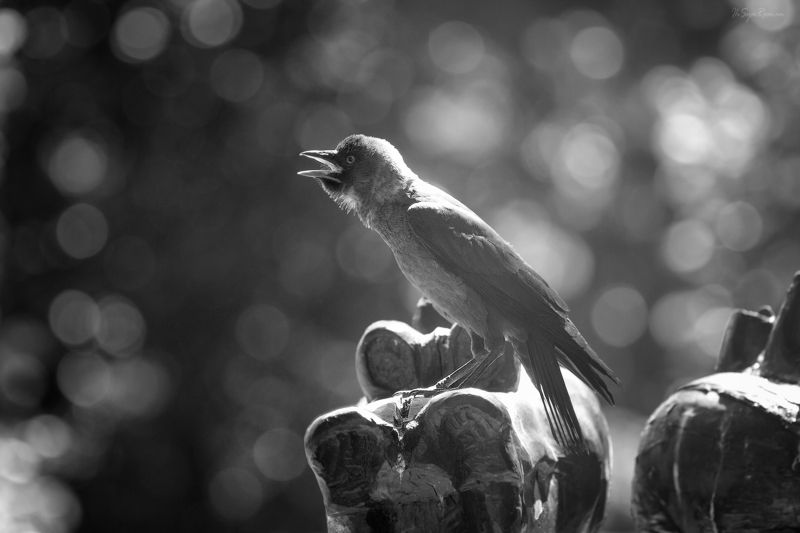 птица,галка Галчонок ...photo preview