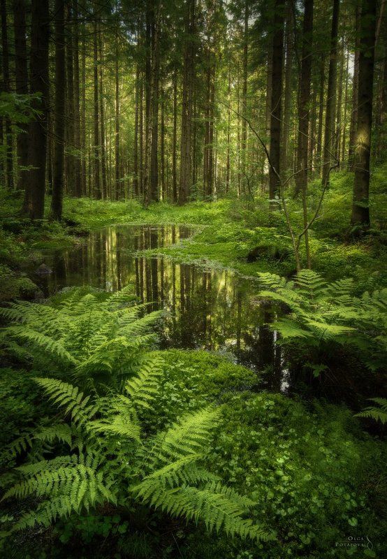 лес,токсово, ленинградская область, папоротник, зелень, мох Зеркало Лесаphoto preview