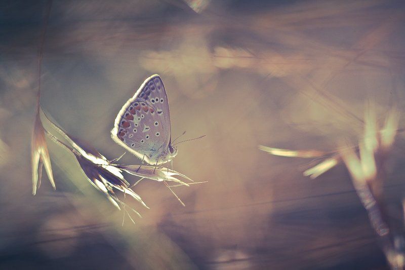 butterfly, nature The little travelerphoto preview