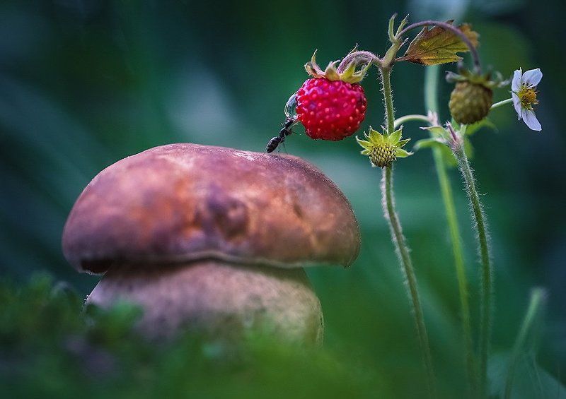 Аперитив или утро понедельника в лесуphoto preview