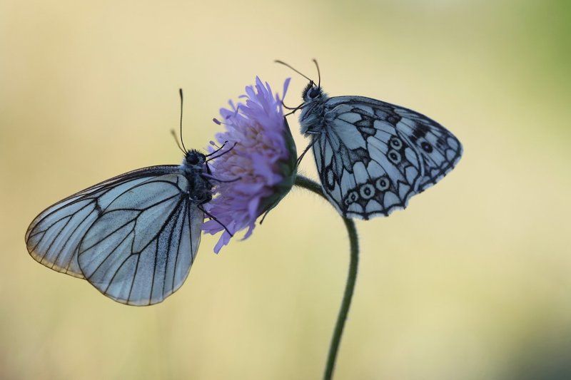 боярышница , галатея, Утренние посиделкиphoto preview