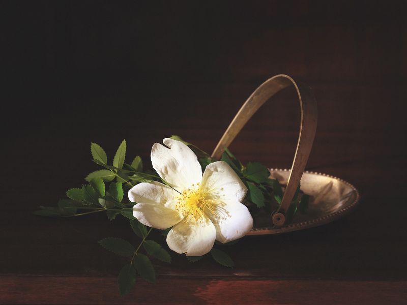 Натюрморт, шиповник, цветок, лето Шиповникphoto preview