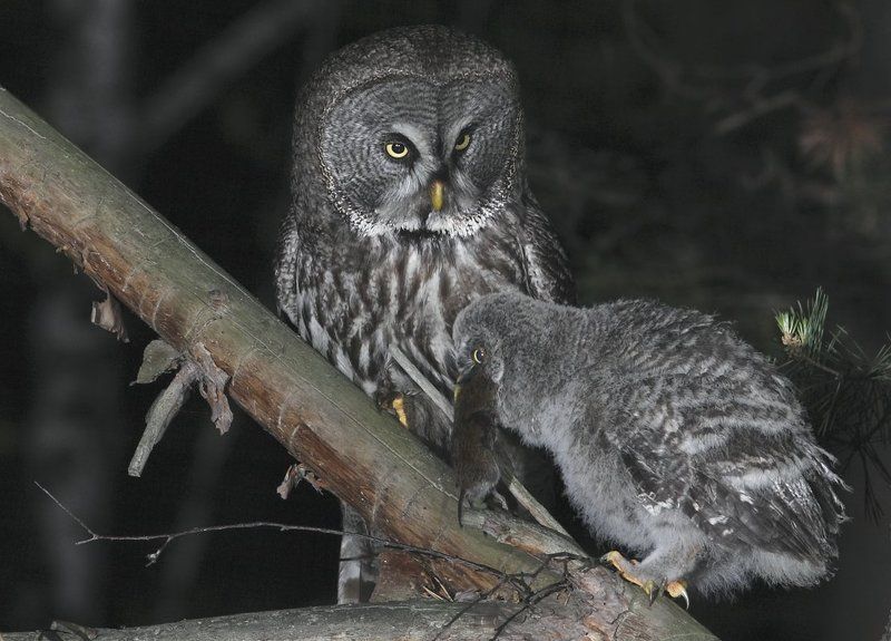 борадатая, неясыть, сова ночной обедphoto preview