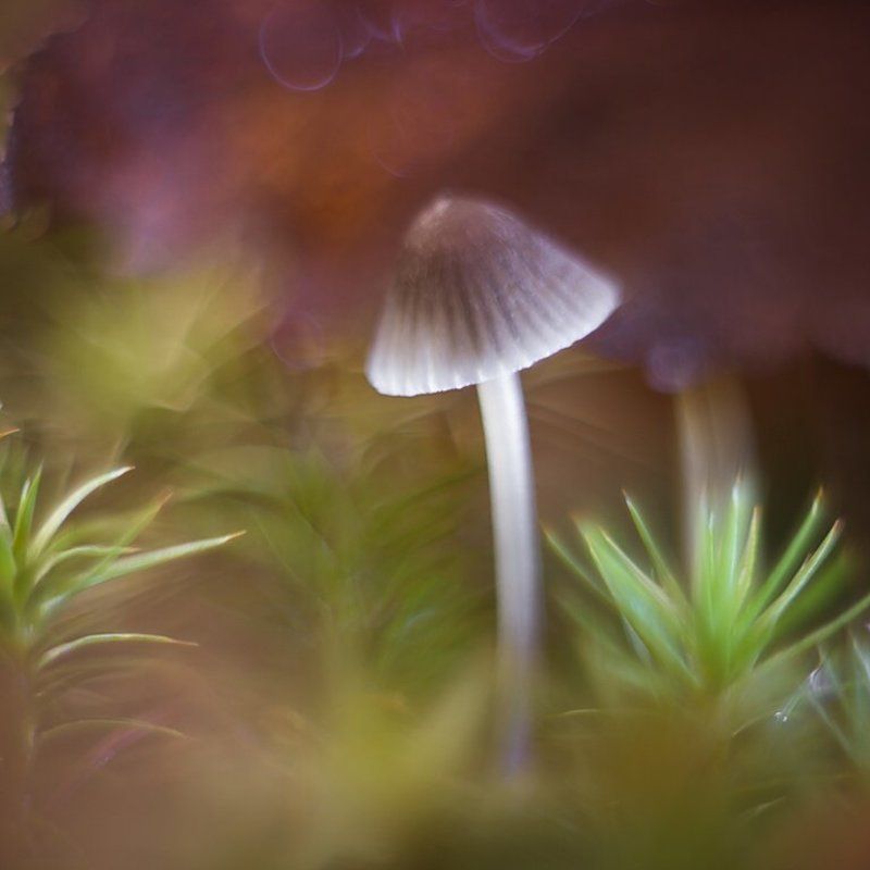 latarenkaphoto preview