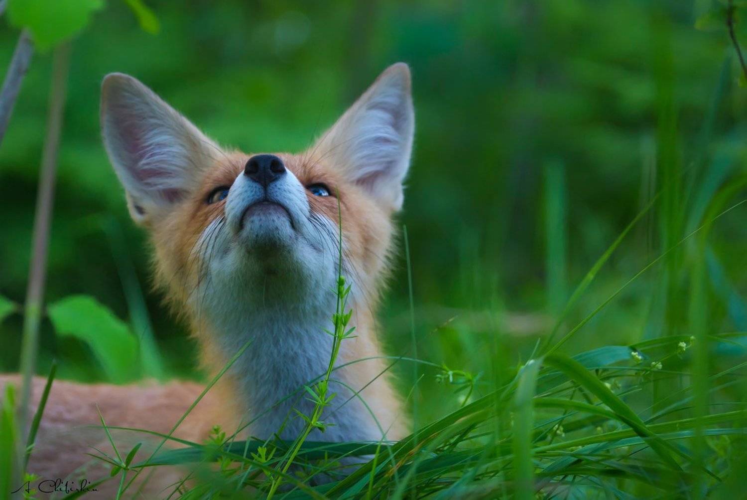 Любопытные и бесстрашные. Автор: Александр Чибиркин фотоохота, фотограф, саров, животные, фото, лисята, Александр Чибиркин