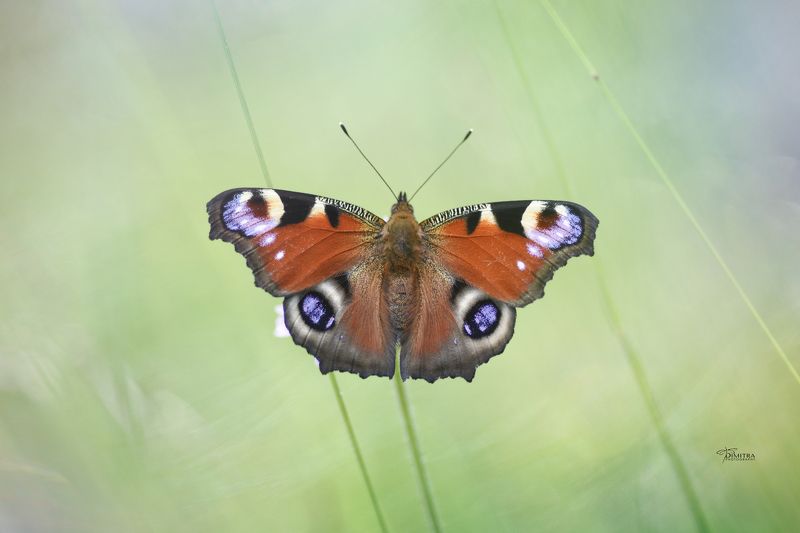 Пусть будет летоphoto preview