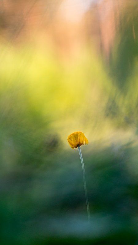 цветы,цветок,макро,растения,природа,лето,трава,закат,боке Краски летаphoto preview