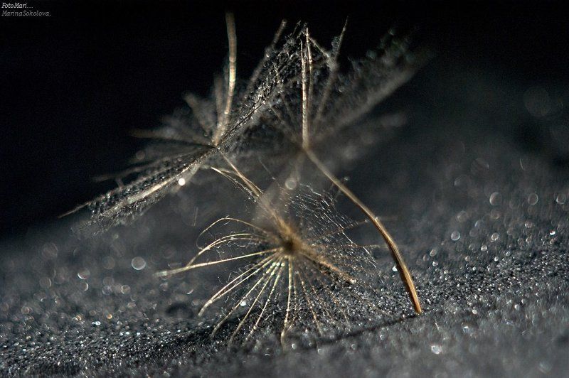 Одуванчики.photo preview