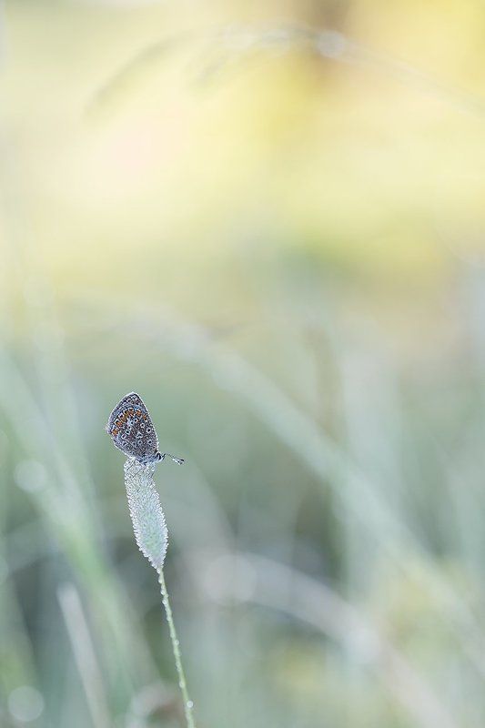 Голубянка.photo preview