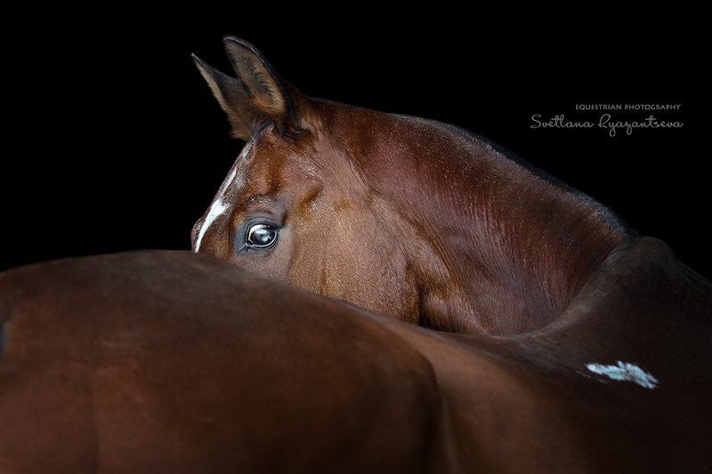 horse, portrait, портрет, лошадь, лошади Павлинphoto preview