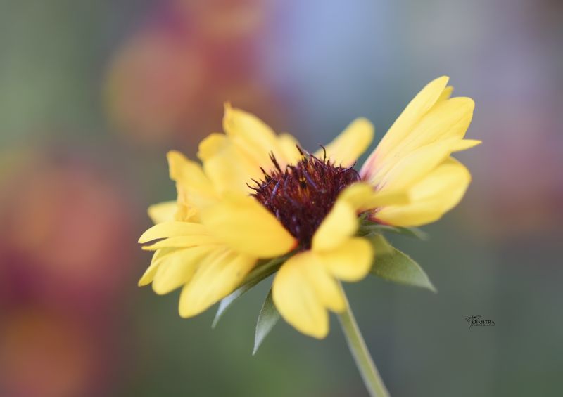 Солнечноеphoto preview