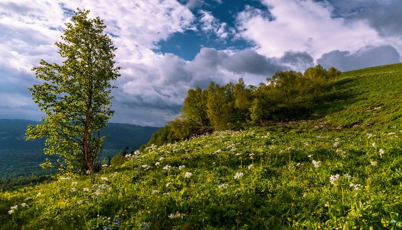 Начало лета на Мезмайской котловинойphoto preview