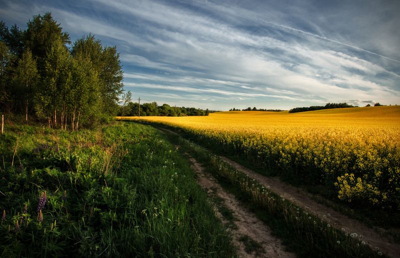 рапсphoto preview