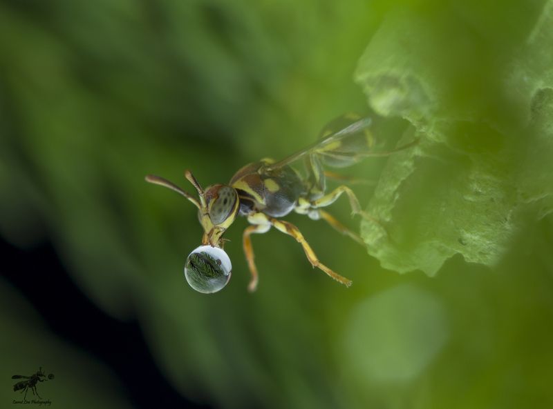Wasp 170704Aphoto preview
