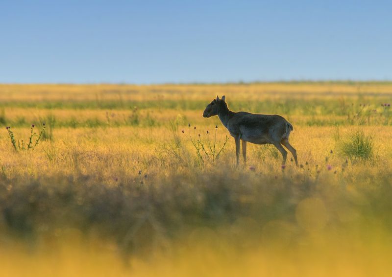 сайгак, калмыкия, утро Сайгаки Чёрных Земельphoto preview
