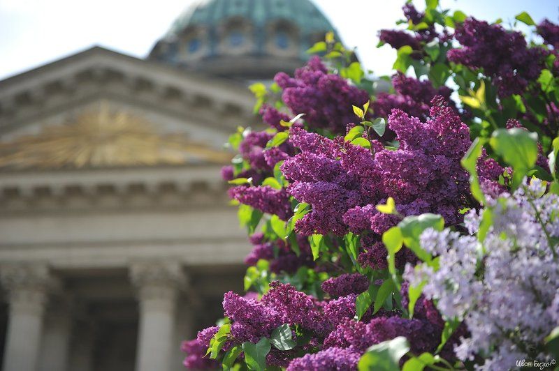 санкт-петербург, сирень, лето У Казанскогоphoto preview